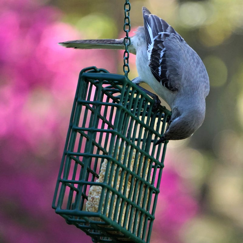 MEKKAPRO Suet Feeder for Outside Hanging with Metal Chain, Single Capacity Suet Holder, Bird Feed Recommended, Bird Feeder Ideal for Clinging Birds, Woodpeckers, Nuthatches (Single) - Image 5